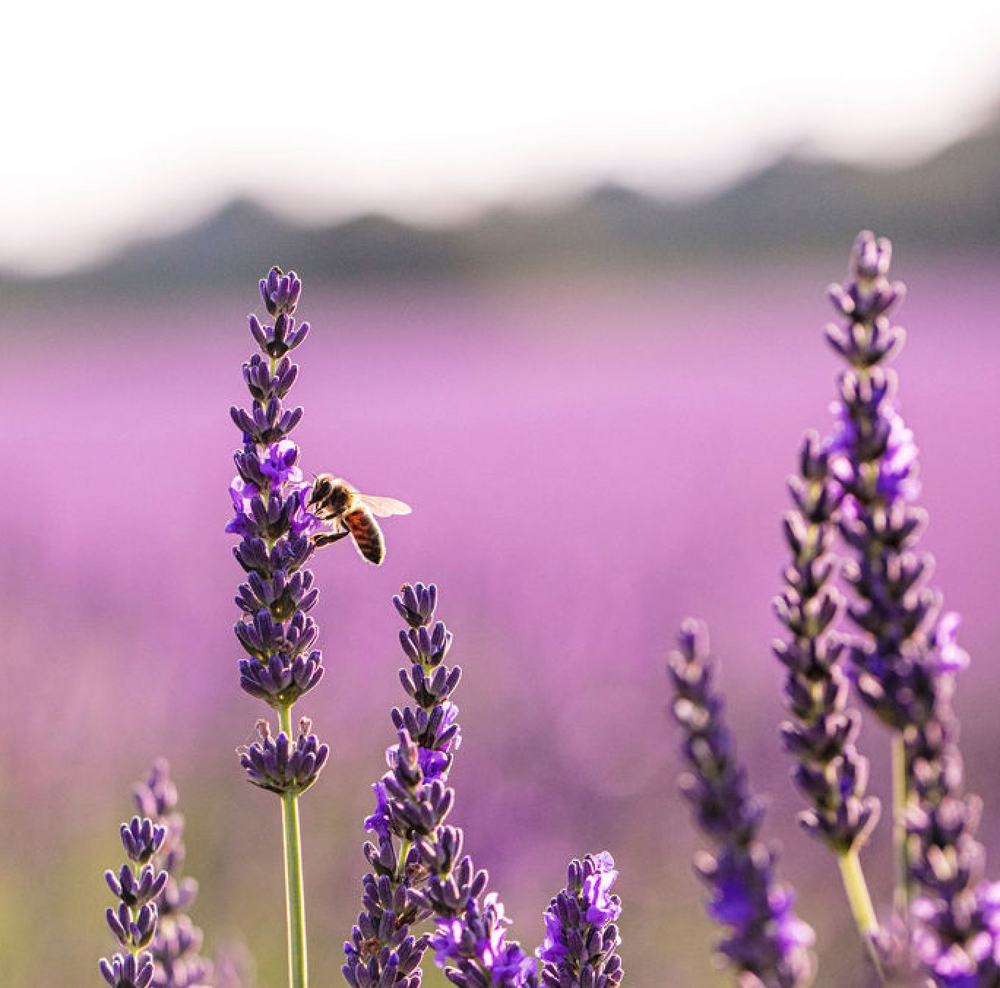 Lavender Infused Honey - 8oz Glass Jar
